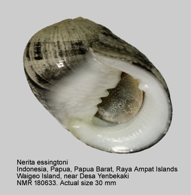 Nerita essingtoni (2).jpg - Nerita essingtoni Récluz,1842